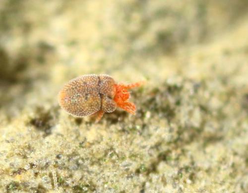 Nanorchestes sp.